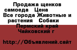 Продажа щенков самоеда › Цена ­ 40 000 - Все города Животные и растения » Собаки   . Пермский край,Чайковский г.